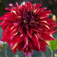 Daalia Bohemian Spartacus